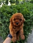 Мини Пудели Момчета и Момичета / Mini Poodle Boys and Girls, снимка 1