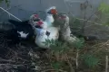 продава неми патици, снимка 1