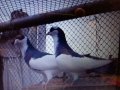 Пазарджишки гълаби, снимка 6