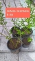 Зимен жасмин и Седум Матрона , снимка 5
