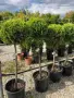 Cupressus macrocarpa ‘Goldcrest’(Кипарис златист топиар), снимка 2