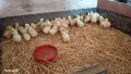 Продавам пилета носачки Ломан Браун. , снимка 4