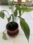 Цветя различни видове 4€-30€, снимка 3