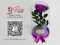 Лилава Вечна Роза в Стъкленица / Оригинален Подарък за Жена / Лилава Естествена Вечна Роза, снимка 3