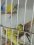 Вълнисти папагали и Корели , снимка 9