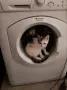 Подарявам малки котенца, снимка 1
