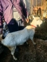Продавам  коза за клане, снимка 2