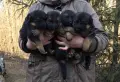 Немски Овчарки Доставка, снимка 3