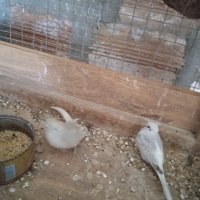 Диамантени гугутки- млади птици, снимка 2 - други­ - 40637494