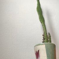 Висок кактус в кашпа, снимка 2 - Стайни растения - 39092830