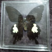 Пеперуда 1, снимка 2 - Други - 42876901