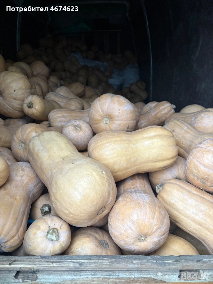 Тикви, снимка 1