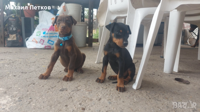 Продавам доберманчета, снимка 1