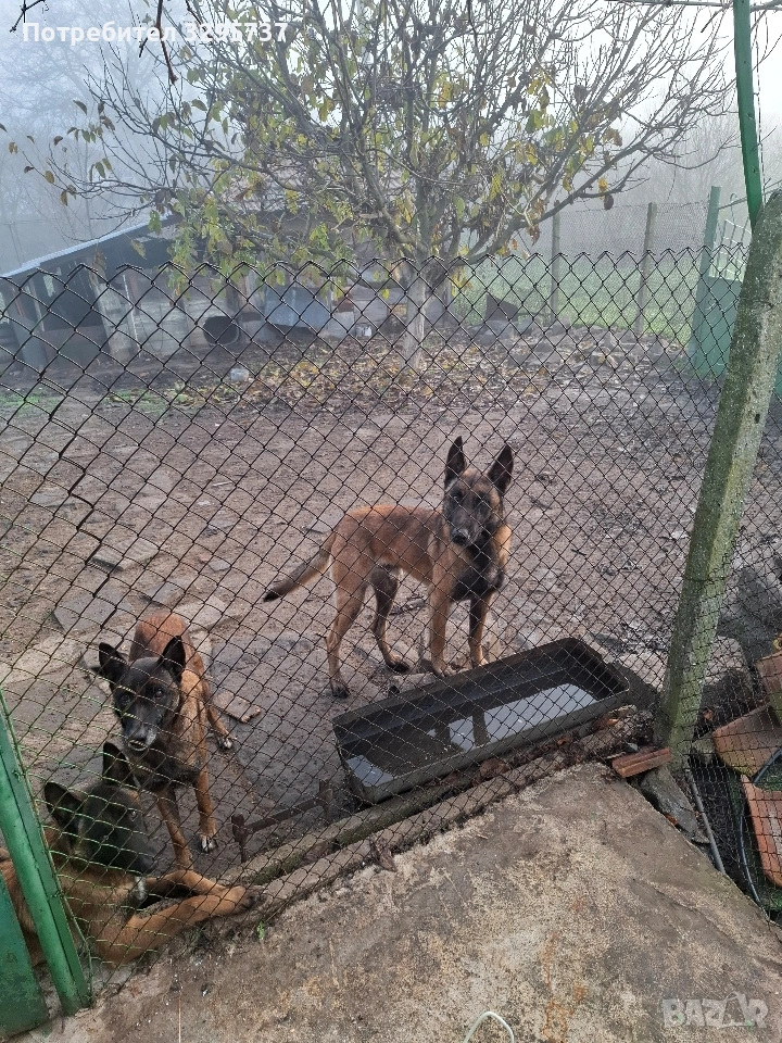 Белгийска овчарка Малиноа, снимка 1