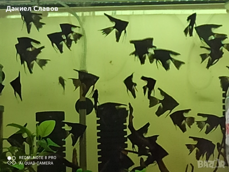 Черни воални скаларии , снимка 1