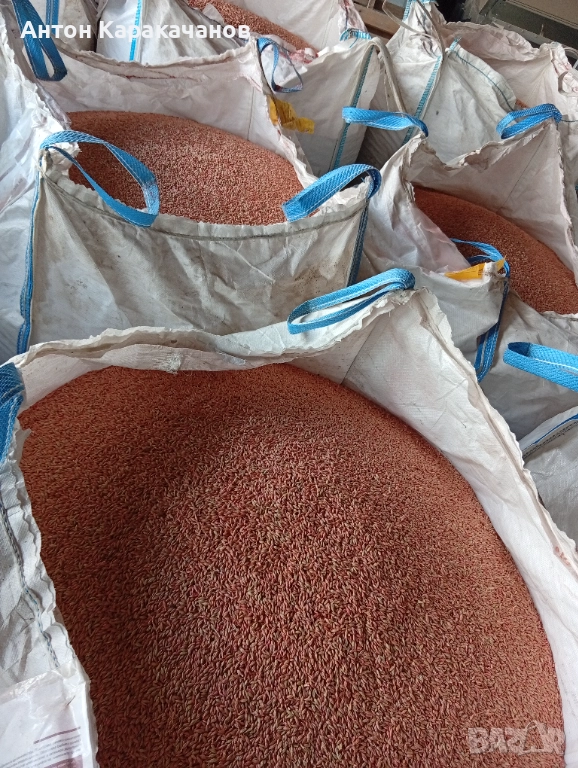 Продавам семе ечемик., снимка 1