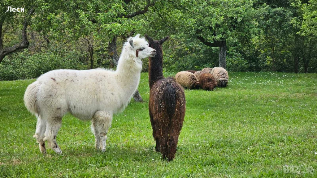 Тор от Лама, снимка 1