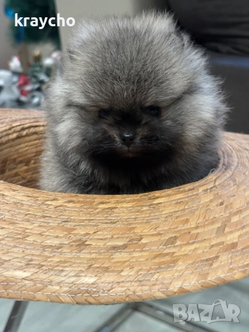 Померан мъжки, снимка 2 - Померан - 52873055