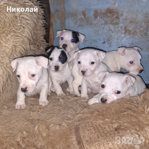 Джак Ръсел Териер , снимка 5 - Джак ръсел териер - 52572882