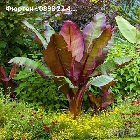 Банановото дърво на Абисиния - Червен Банан или етиопски банан Цена 32лв