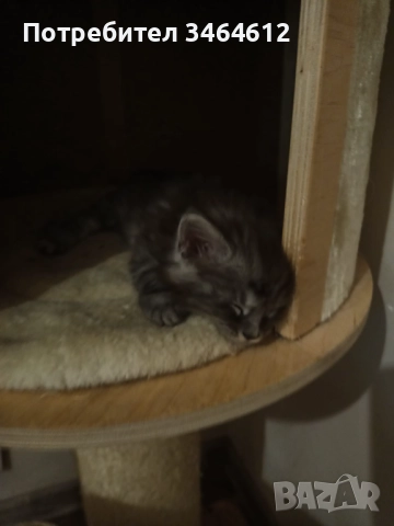 Мейн куун котенца, снимка 6 - Други - 52969975