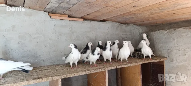 Пазарджишки високолетачи 