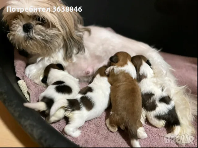 Ши тцу, снимка 6 - Ши Тцу - 50235043