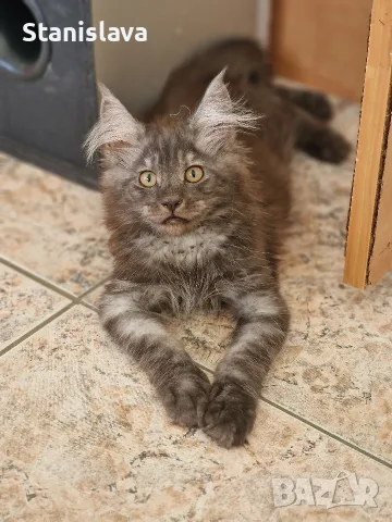 котенца Мейн Куун, снимка 12 - Мейн кун - 55670869