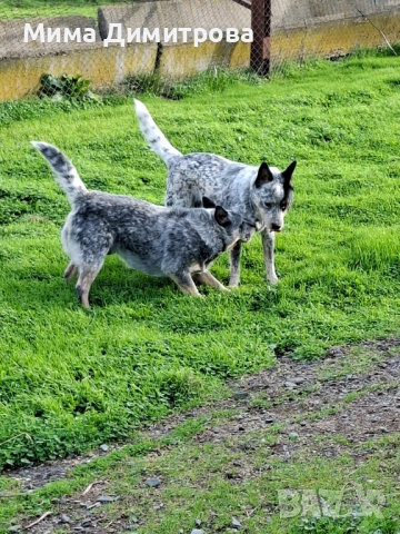 Продавам Кеталдог, снимка 10 - Други - 52574446