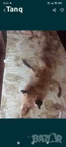 Естествена лисича кожа(яка), снимка 3 - Якета - 48990974