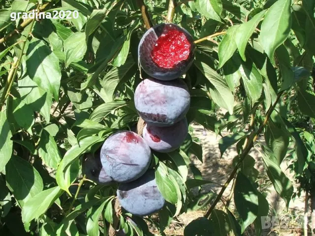 Слива Черен Сплендор - BLACK SPLENDOR, снимка 5 - Разсади - 47897942