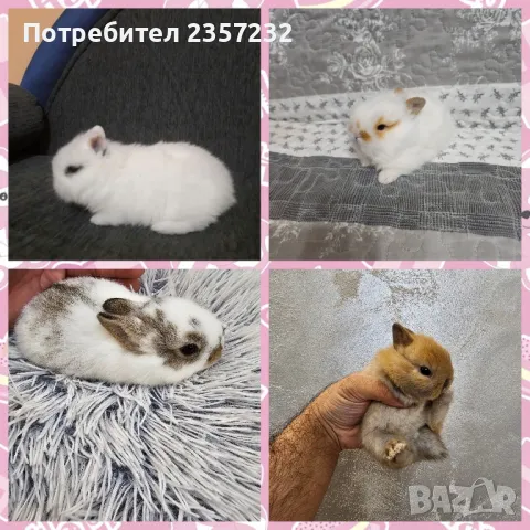 Мини зайци от мини ферма, снимка 8 - Декоративни зайчета - 26037003