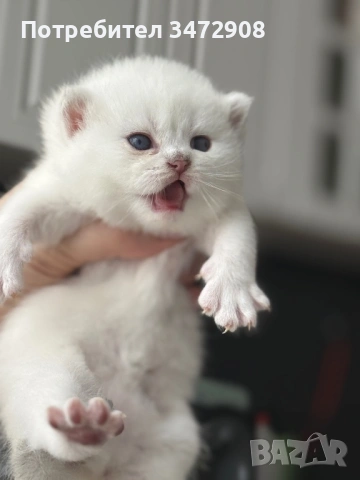 Британски коларпоинт котета, снимка 2 - Британска късокосместа - 54242100