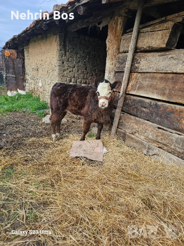 na 3 mesetsa jensko abardin