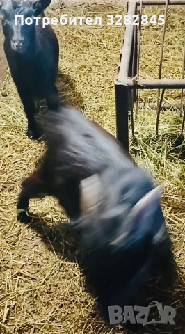 Мини кози //камерунски//, снимка 5 - Кози - 52791482