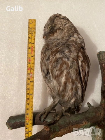 Замразен Бухал , снимка 8 - Други животни - 52675762