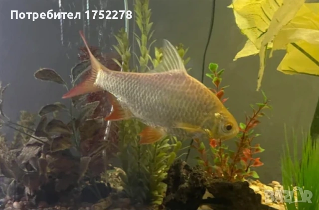 Bardo tinfoil tamanho 15+ см. 68,45лв. Има подарък към него, азиятикус 8см., снимка 4 - Рибки - 52595747