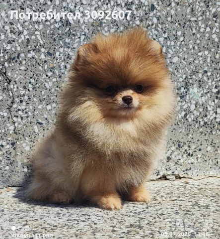 Померани момичета , снимка 1