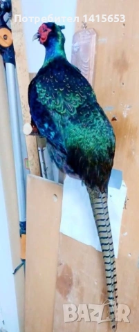 Продавам препариран фазан, снимка 2 - Други ценни предмети - 53986038