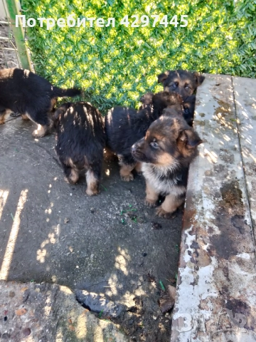 Малки немски овчарки , снимка 4 - Немска овчарка - 52682945