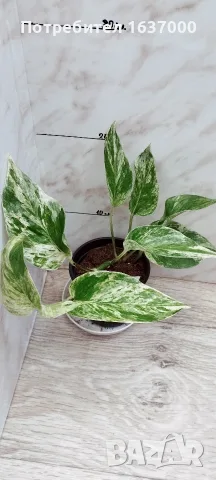 Епипремнум Marble queen 
