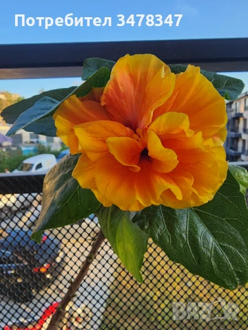 Стаен хибискус, снимка 2 - Стайни растения - 51020293