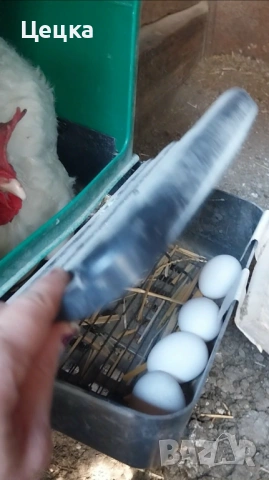 Яйца за консумация, снимка 2 - Други животни - 54003107