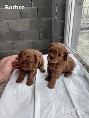 Тоу пудел готови за взимание слет десет дена , снимка 2 - Пудели - 52753158