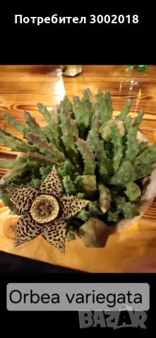 Дървото на живота и кактуси , снимка 5 - Стайни растения - 48831429