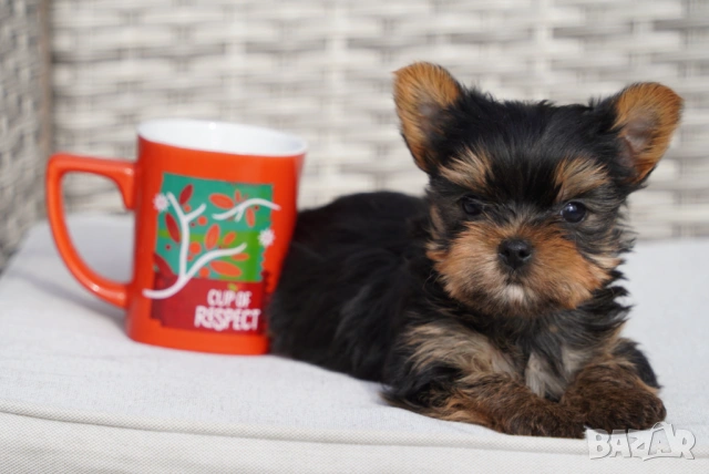 Йоркширски териер , снимка 5 - Йоркширски териер - 54005865