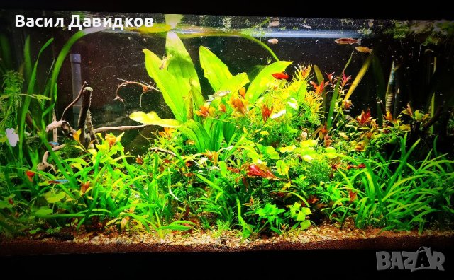 Растения за аквариум и езеро , имам излишни стартирани аквариуми., снимка 8 - Други - 40840532