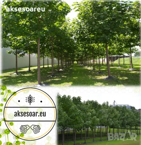 400 качествени семена от красиво декоративно медоносно дърво пауловния томентоса декорация украса, снимка 16 - Сортови семена и луковици - 50387864