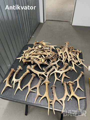 Единични рога сръндак, снимка 4 - Други - 44435848