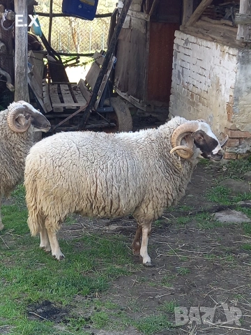 Кочове , снимка 6 - Овце - 54293399